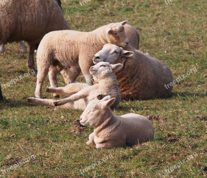 Sheep Lamb Schäfchen Young Family