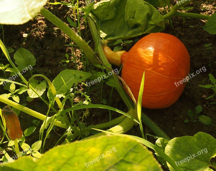 Pumpkin Garden Grows Ripe Growing