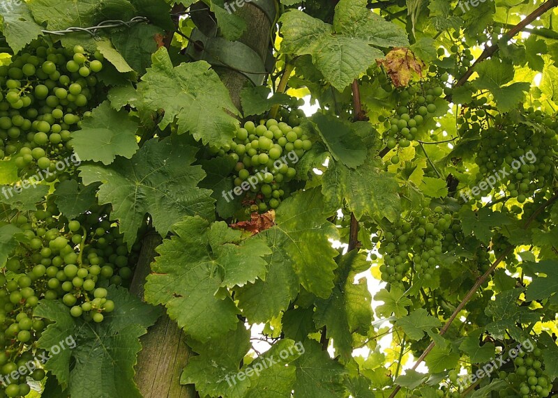 Grapes Vines Lush Green Free Photos