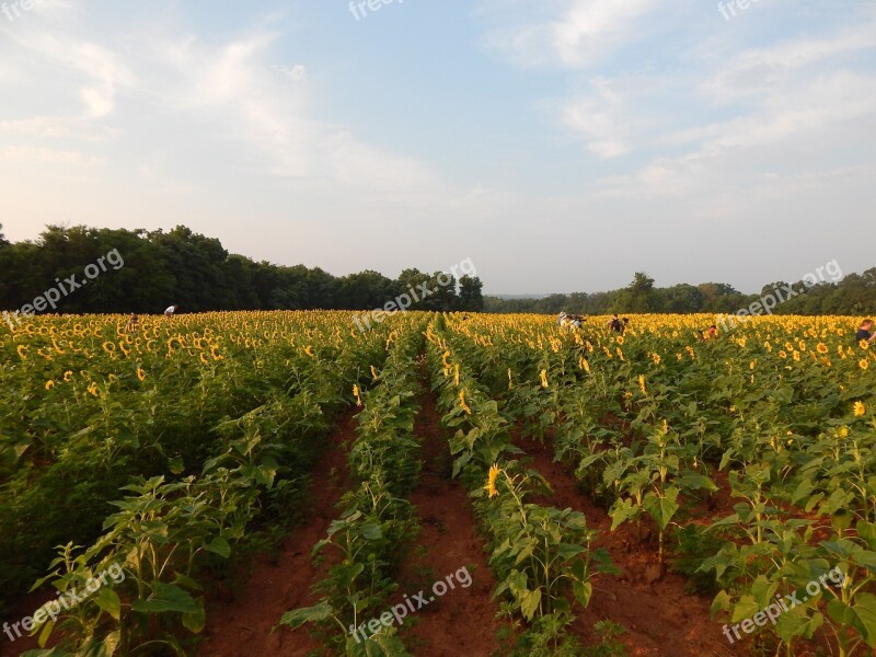 Sunflowers Sunshine Summer Sun Yellow