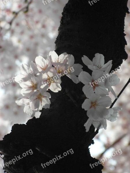 Cherry Blossom Flowers Eggplant Spring Sakura