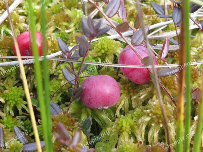 Cranberries Berries Fruit Red Autumn