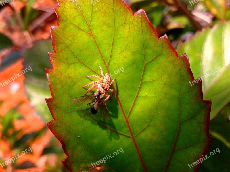 Spider Green Leaf Insect Prey