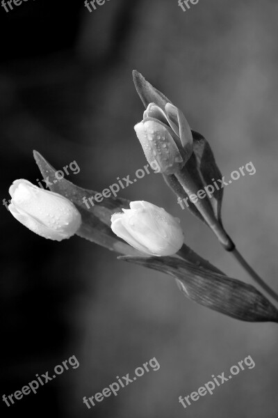 Tulip Flowers Drops Spring Free Photos