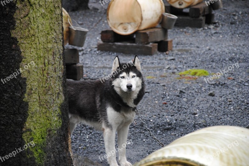 Alaska Nature Wilderness Free Photos