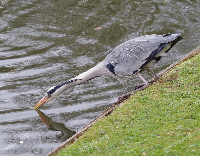 Heron Fishing Bird Wildlife Nature