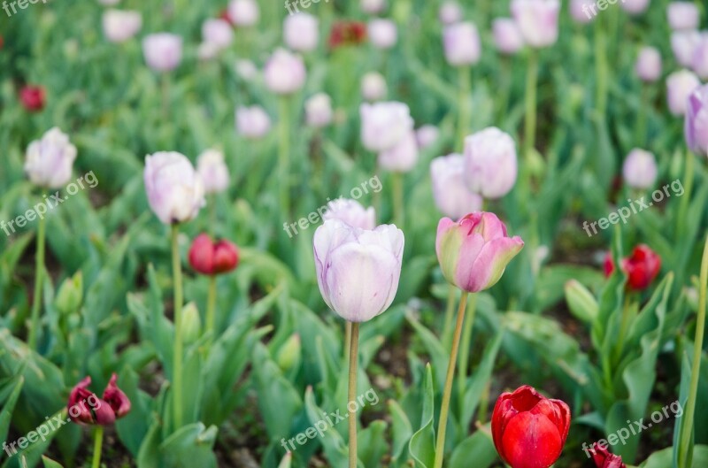 Tulip Flowers White Flowers Free Photos