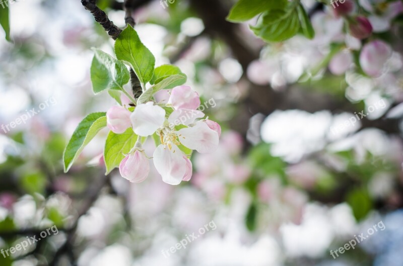 White Flowers Spring Flowers Flower Tree Free Photos