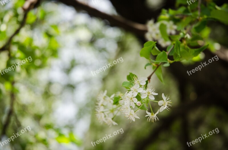 Wood White Flowers Landscape Free Photos