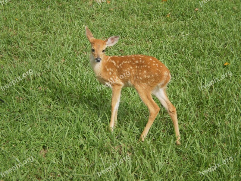 Fauna Plain Colombia Free Photos