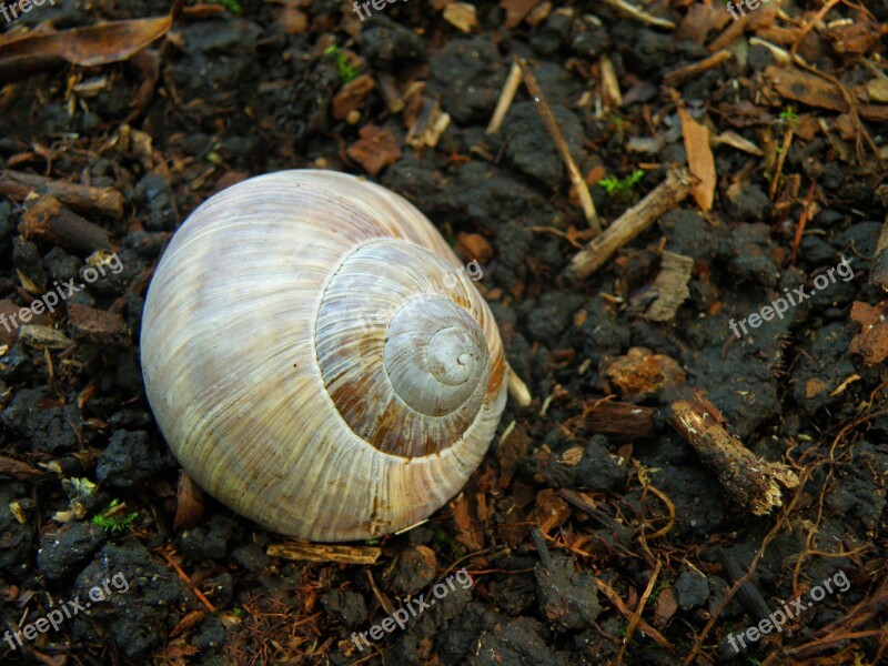 Worm Conch Snail Clay Free Photos