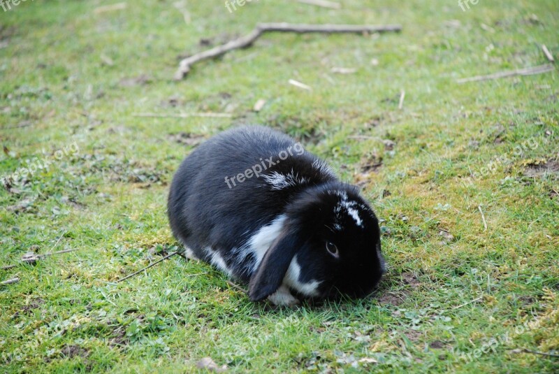 Hare Rabbit Black Floppy Ear Dwarf Bunny