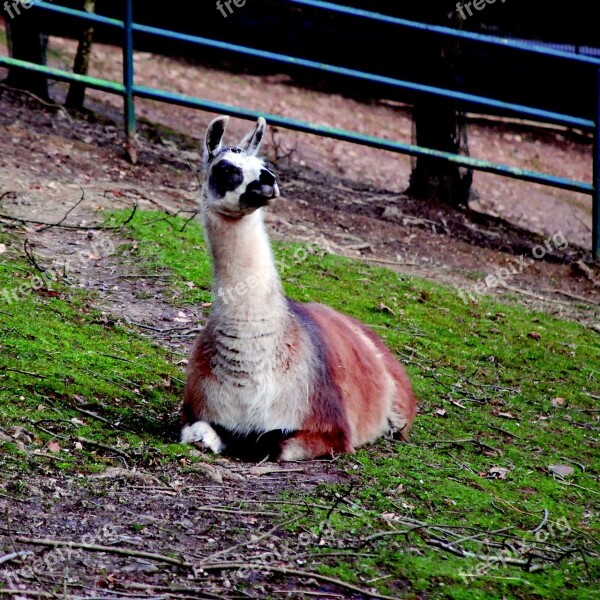 Lama Zoo Animal World Wildlife Park Furry