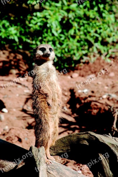 Meerkat Zoo Sand Curious Nature