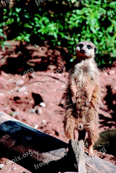 Meerkat Zoo Animal Tiergarten Curious