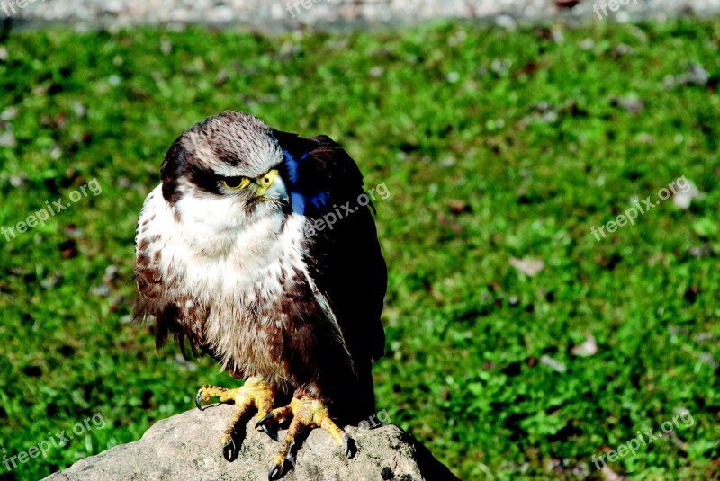 Bird Of Prey Raptor Hawk Bird Wild Animal