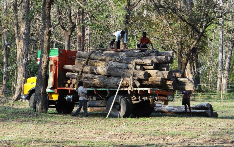 Timber Lorry Truck Transport Logs