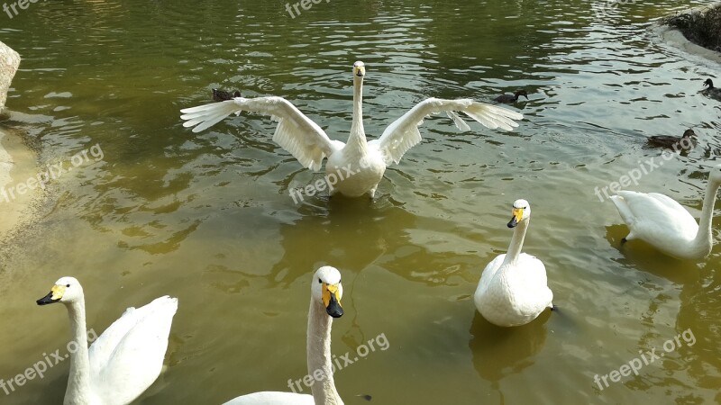 Swans Birds Park Lake Water