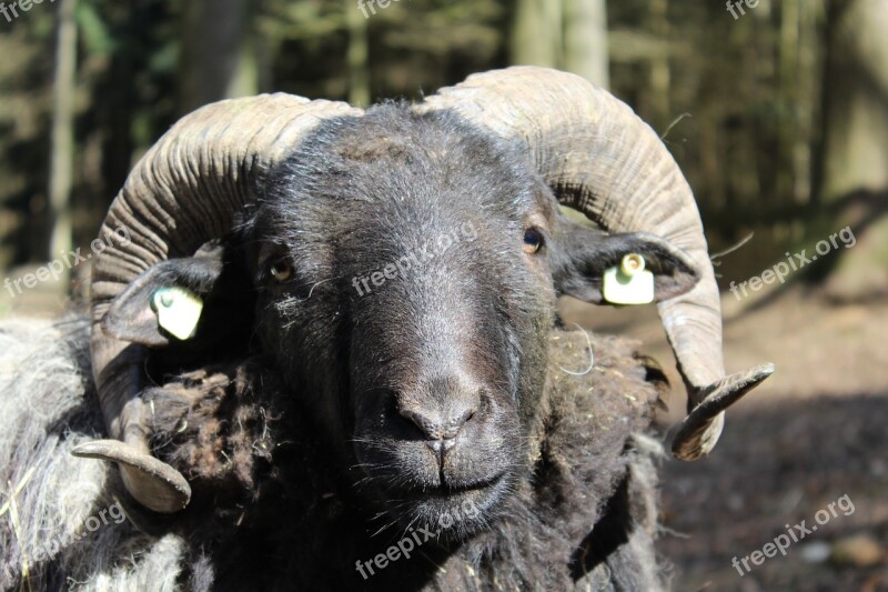 Sheep Horns Animal Zoo Deer Park