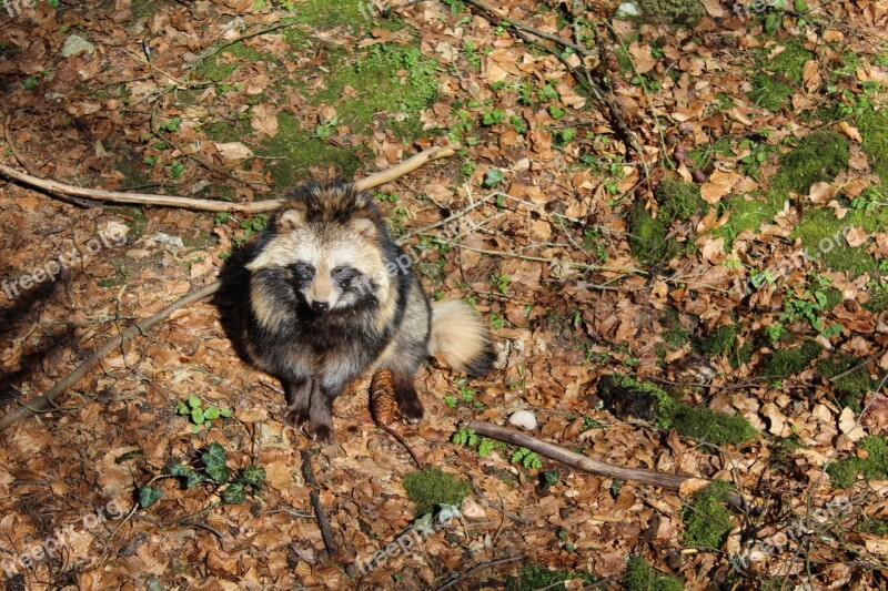 Raccoon Dog Animal Wildlife Park Forest Nature