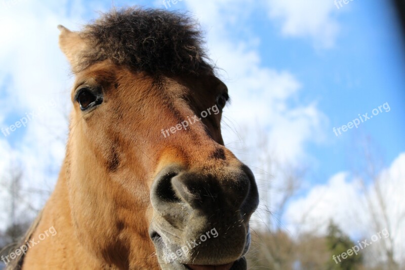 Horse Horse Head Animal Brown Eyes