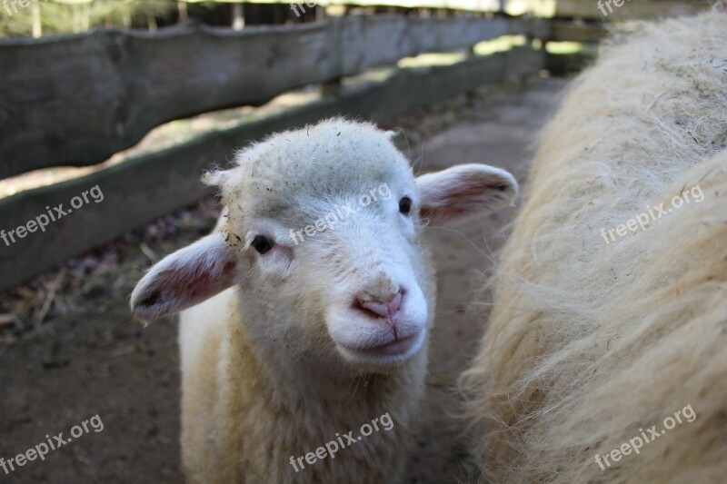 Lamb Sheep Animal Schäfchen Cute