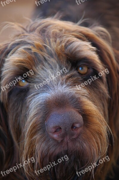 Dog Wirehaired Close Up Long Eared Animals