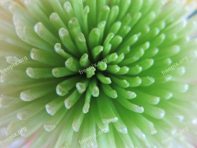 Petals Blossom Flower Green Chrysanthemum