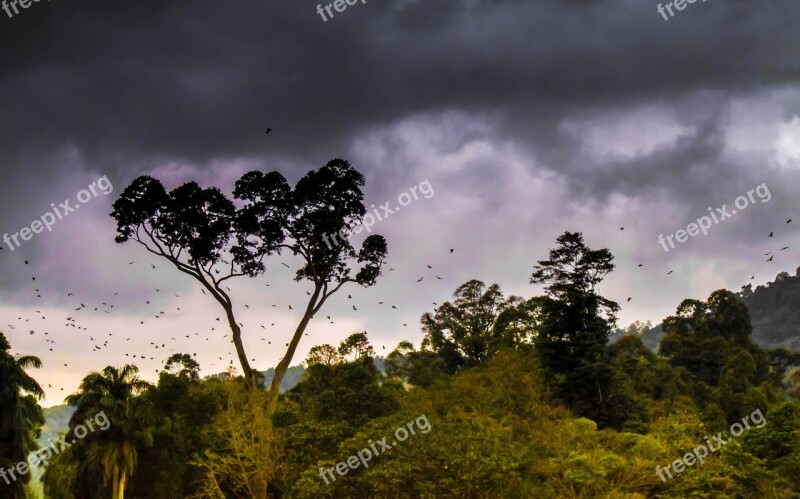 Jungle Forest Nature Tropical Landscape