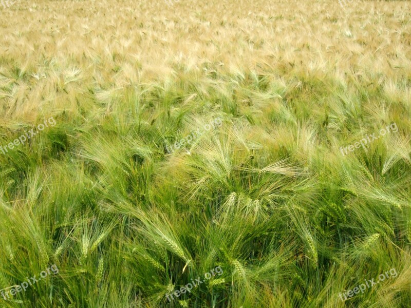 Cereals Harvest Green Wheat Wheat Field