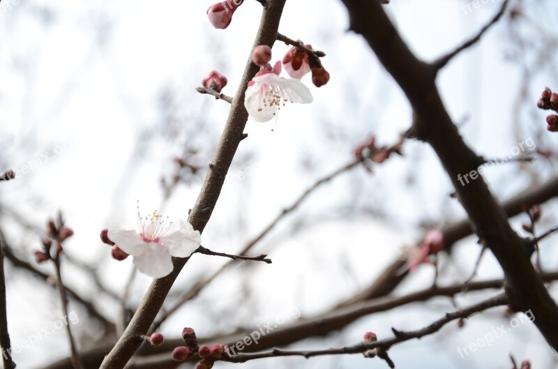 Plum Blossom White Pure Free Photos