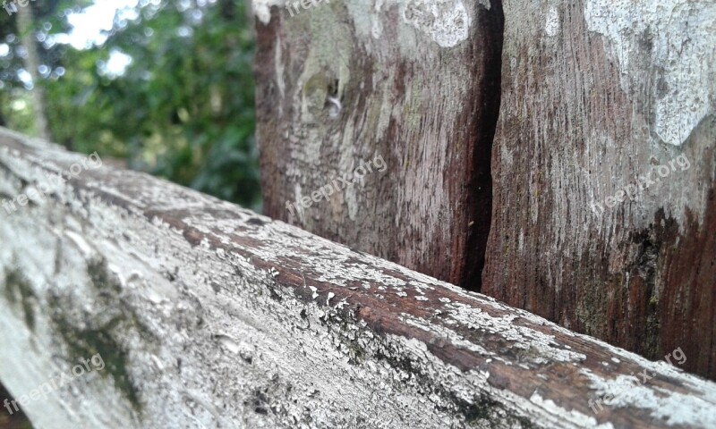 Wood Nature Trunk Trees Forest