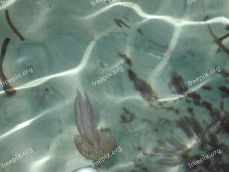 Jellyfish Sea Underwater Animal Aquatic