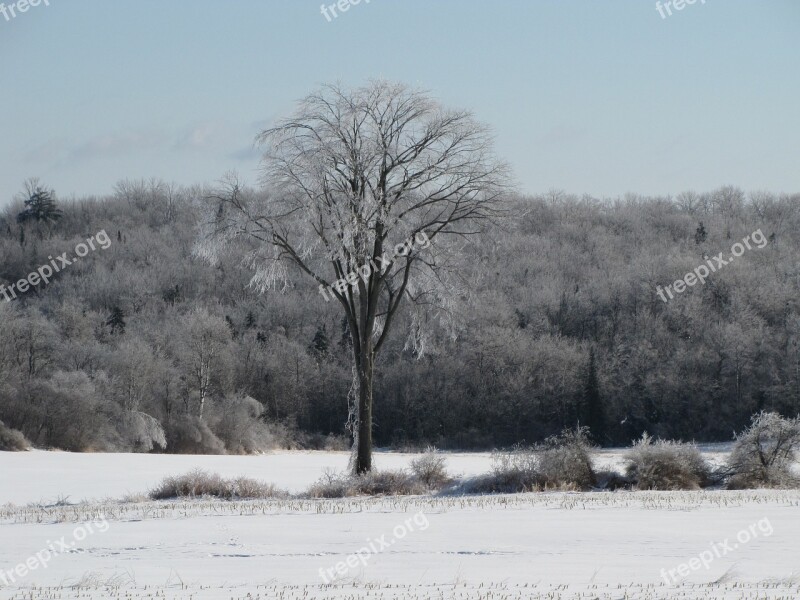 Tree Elm Snow Field Sky