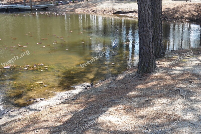 Pond Lake Water Nature Landscape