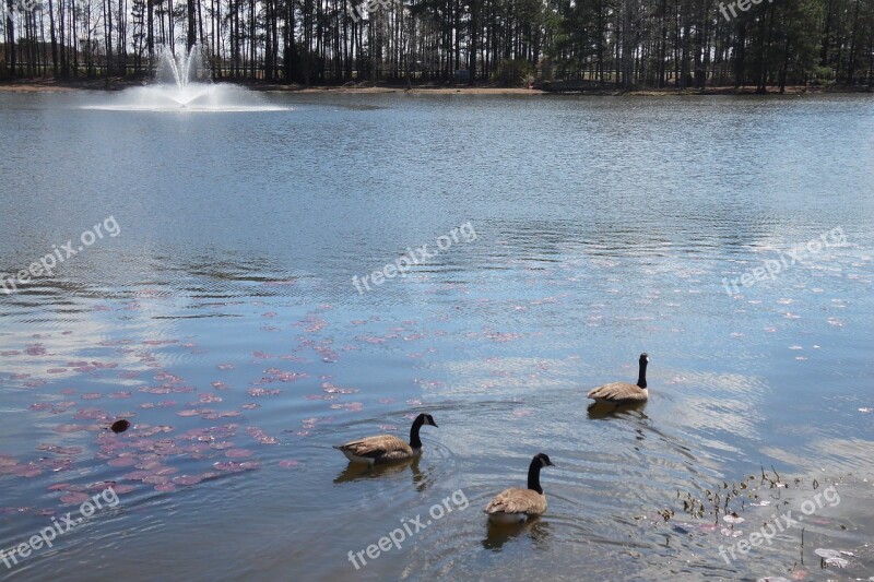 Pond Lake Water Nature Landscape