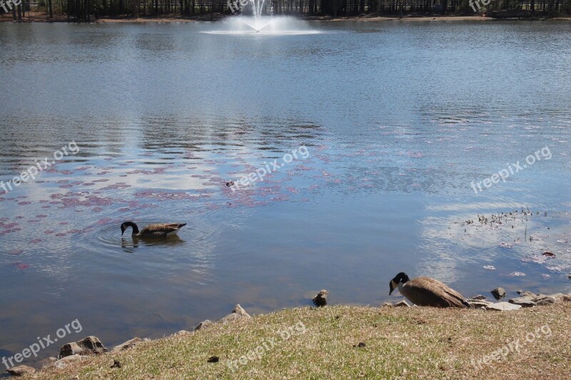 Pond Lake Water Nature Landscape