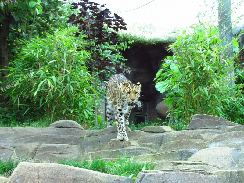 Leopard Zoo Spots Wildlife Cat