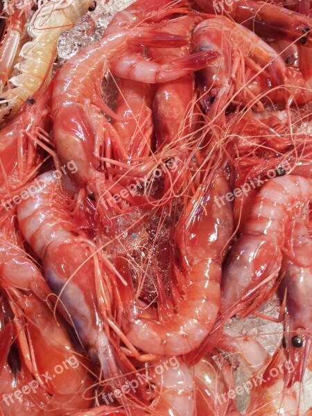 Prawns Municipal Market Dénia Alicante Spain Calpe