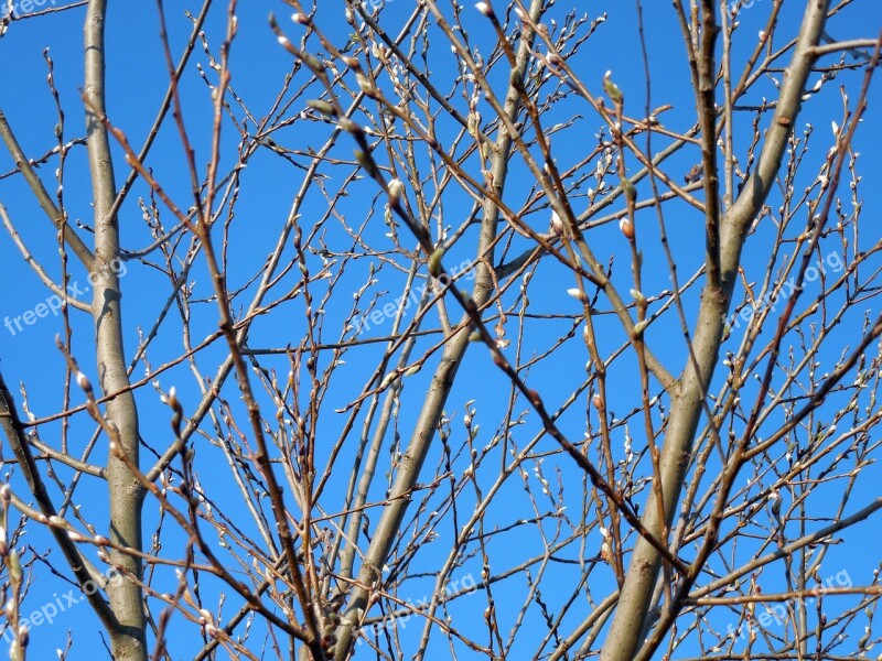 Willow Catkin Branches Spring Grazing Greenhouse Nature