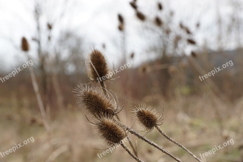 Thistles Dry Withered Plant Macro