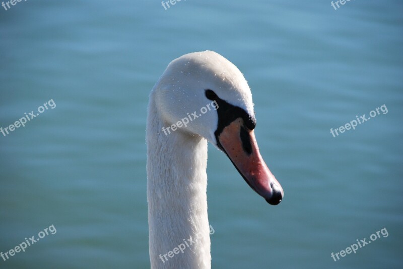 Swan Lake Blue White Animal