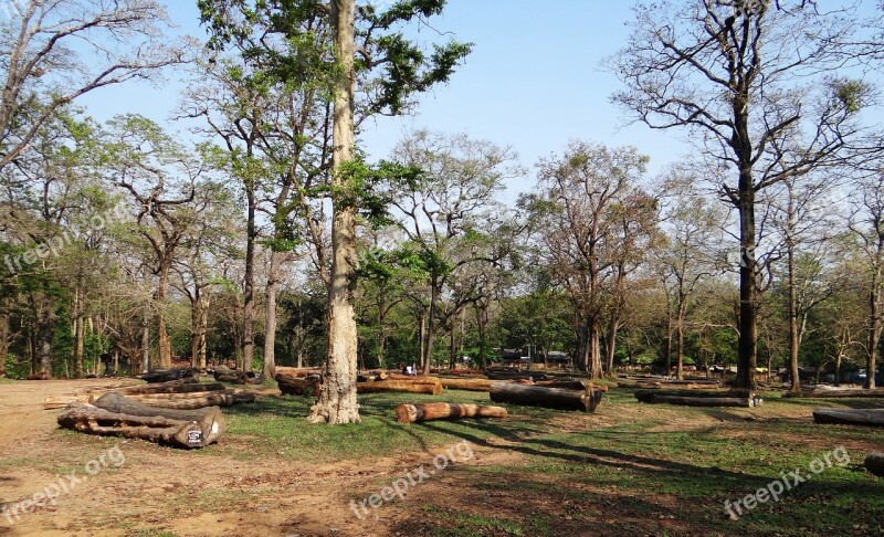 Logging Forestry Wood Timber Log