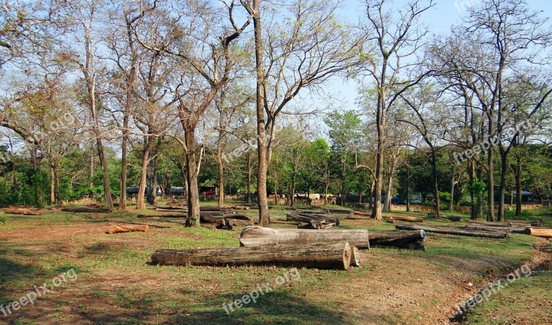 Logging Forestry Wood Timber Log