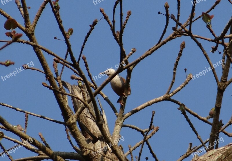 Malabar Starling Sturnia Blythii Blyth's Starling Sturnia Malabarica Bird