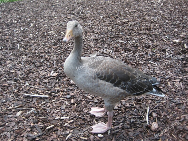 Goose Bird Natural Gray Free Photos