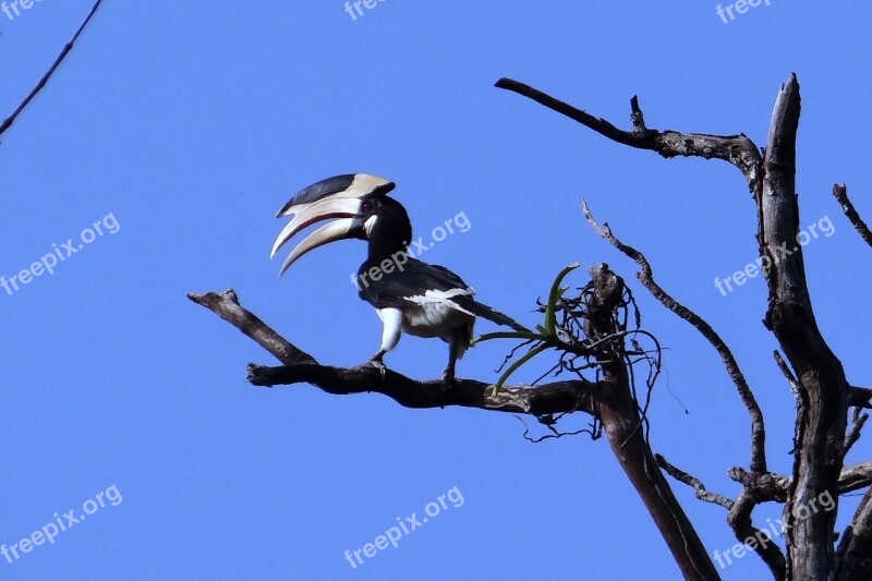 Malabar Pied Hornbill Anthracoceros Coronatus Lesser Pied Hornbill Bird Hornbill