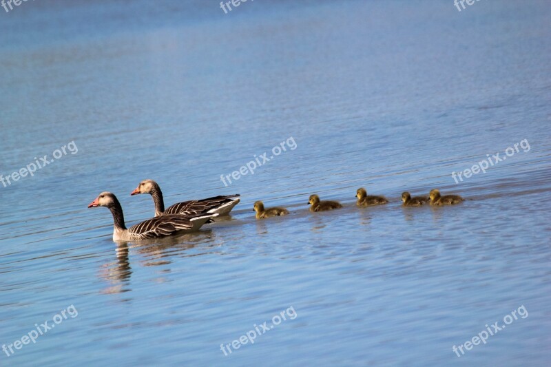 Wild Geese Family Buds Free Photos