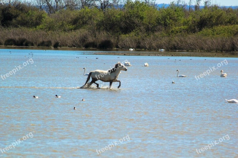 Horse Camargue Free Free Photos