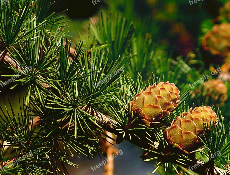 Larch Cones Larch Cones Tree Needles